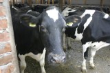 Jaworzno: trzy krowy uciekły z transportu w dzielnicy Byczyna