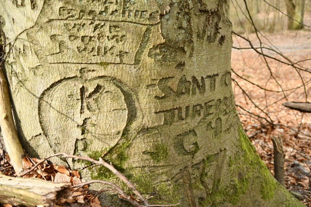 Napisy w korze drzew wyryli żołnierze z kostrzyńskiej jednostki, którzy niegdyś stacjonowali w tym miejscu.