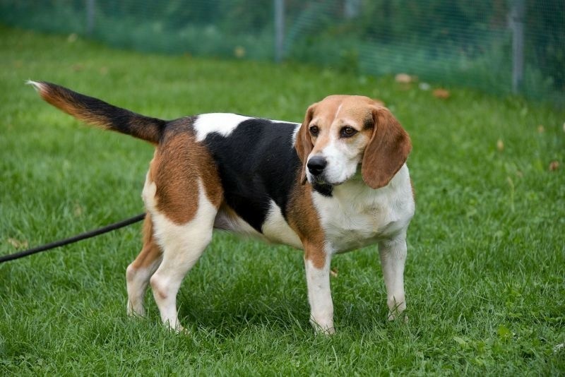 Kama to suczka rasy beagle. Ma około pięciu lat. Została...