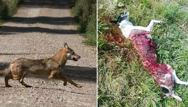 Nz. po lewej jeden z wilków przebiegających przez drogę w Polanie. Obok zagryziony pies.