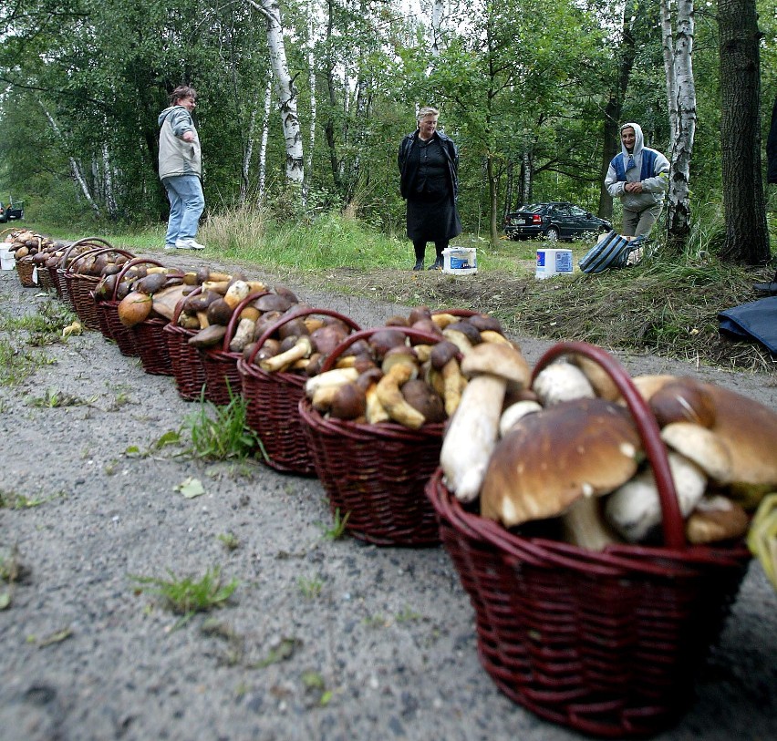 W weekend w lasach pod Łodzią może być wysyp grzybów.