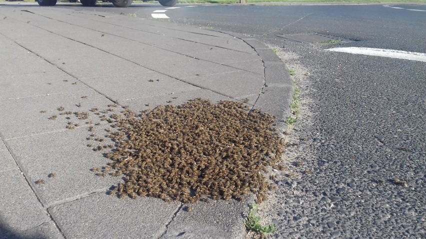 Rój pszczół na chodniku na Górczynie