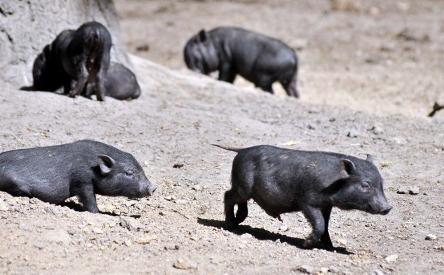 Dopiewo: Wietnamskie świnie błąkają się po łąkach w okolicach Poznania/ Zdjęcie ilustracyjne