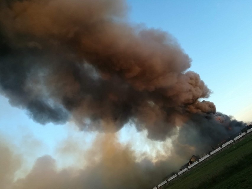 Pożar chlewni w Taciewie. Spłonęło 2,4 tysiąca świń. Z...