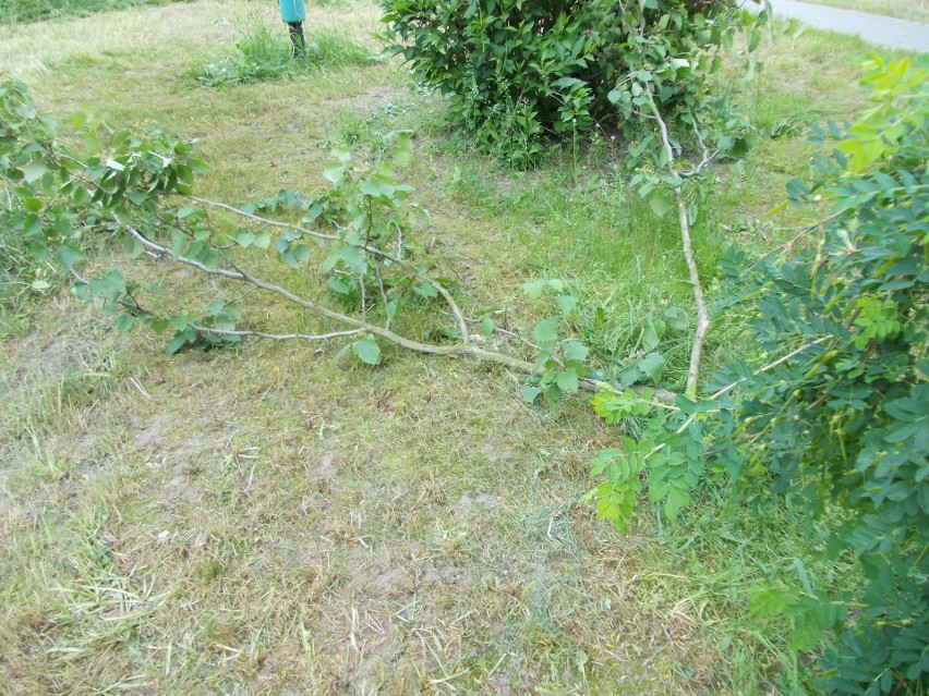 Tak koszą na osiedlu Prędocinek w Radomiu.