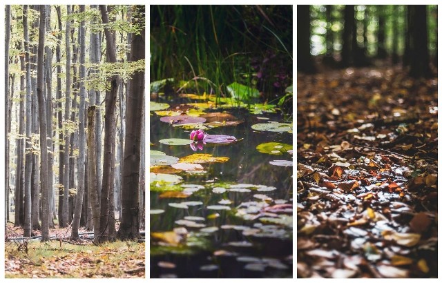 Rezerwat Przyrody Las Murckowski nabiera jesiennych kolorów. Jest pięknie! Zobacz kolejne zdjęcia. Przesuwaj zdjęcia w prawo - naciśnij strzałkę lub przycisk NASTĘPNE