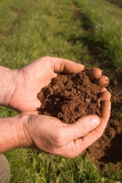 Rodzaj i jakość gleby ma podstawowe znaczenie dla...