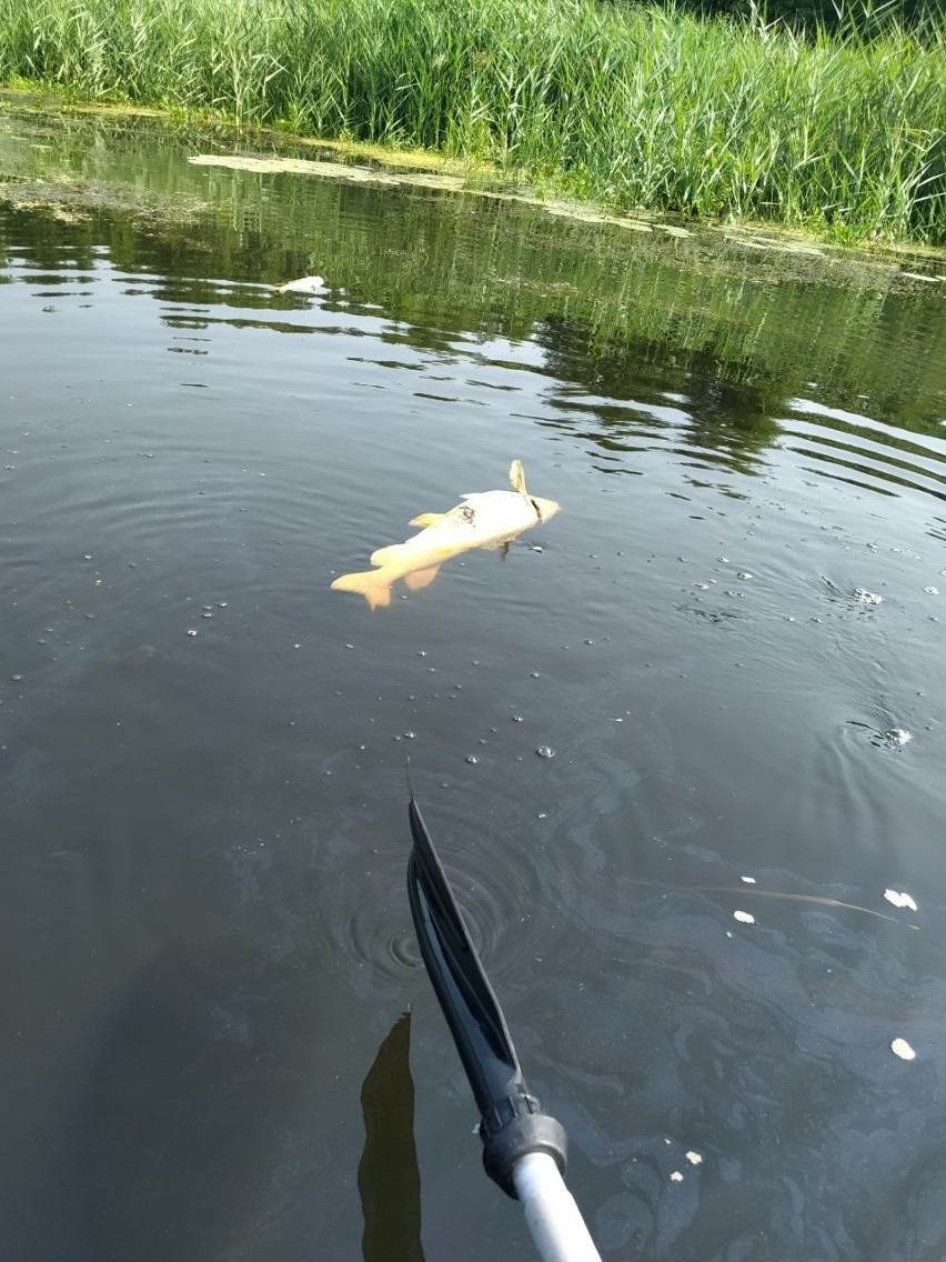 Przyducha na Podlasiu. Sytuacja poprawi się dopiero po spadku temperatur (zdjęcia)