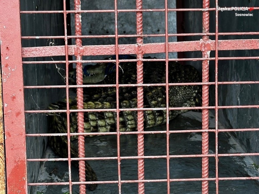 Jeden z krokodyli został uratowany i trafił do zoo w...