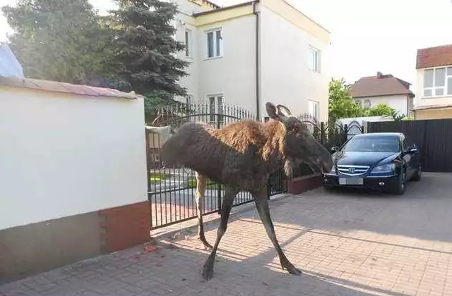 Kilka lat temu łoś również biegał po działkach PZWANN i Rubinkowie