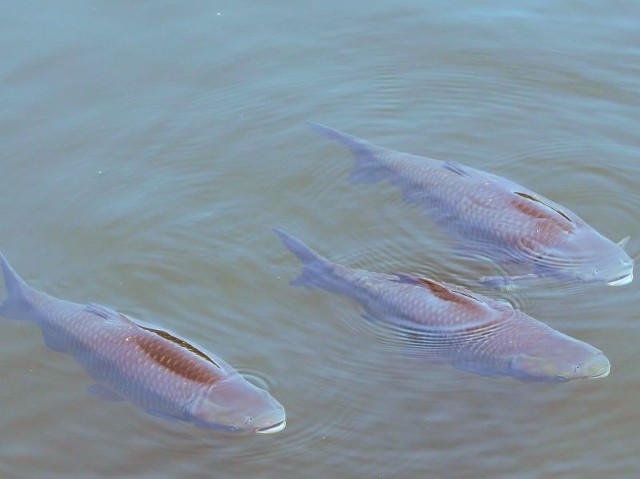 Zanim karp stanie się rybą handlową, mijają trzy lata (fot. sxc.hu/ Elnias)