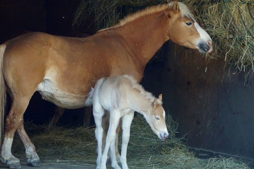 Mała Arktyka we wrocławskim zoo. To największy kucyk świata.