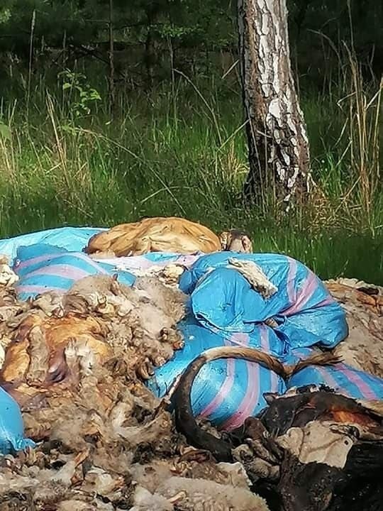 Odpady zwierzęce porzucone w lesie na terenie Mysłowic....