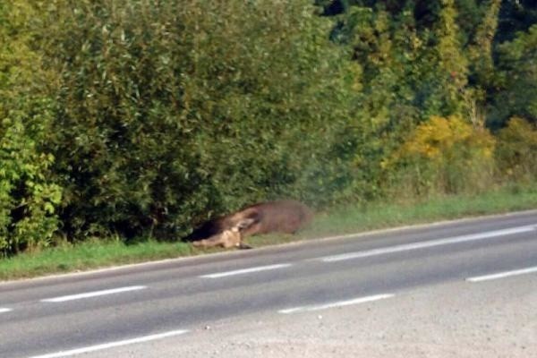 Łosie w Podlaskiem często stają się ofiarami zderzeń z samochodami