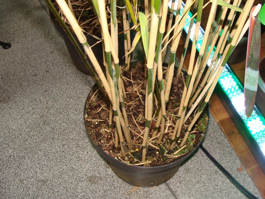 Bambusy doniczkowe pięknie prezentują się w nowoczesnych...