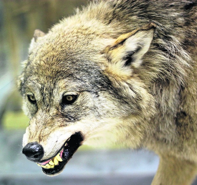 Na terenie Żywieckiego Parku Krajobrazowego żyje kilkanaście wilków. Jest to gatunek chroniony