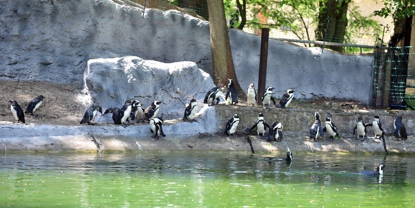 Pingwiny przylądkowe atrakcją łódzkiego zoo [ZDJĘCIA, FILM]