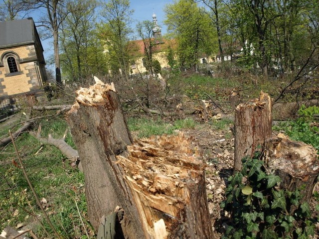 Rzeczywiście widok kikutów drzew na cmentarzu przy ul. Piastowskiej jest przygnębiający.