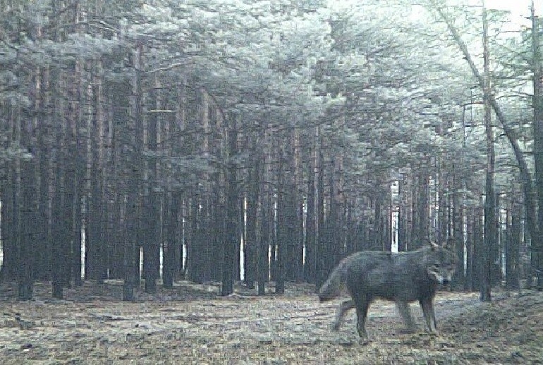 Kolejny wilk odwiedził lasy naszego nadleśnictwa