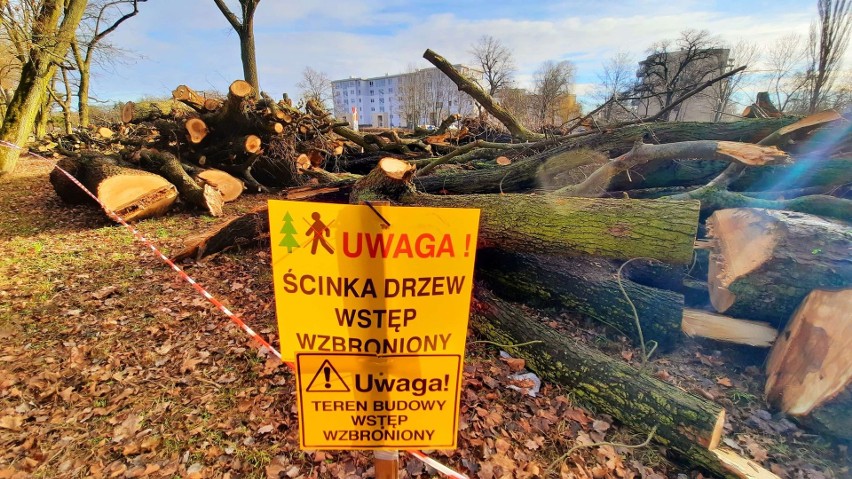 W 2020 r. w Gorzowie zniknęło ponad 2 tys. drzew....