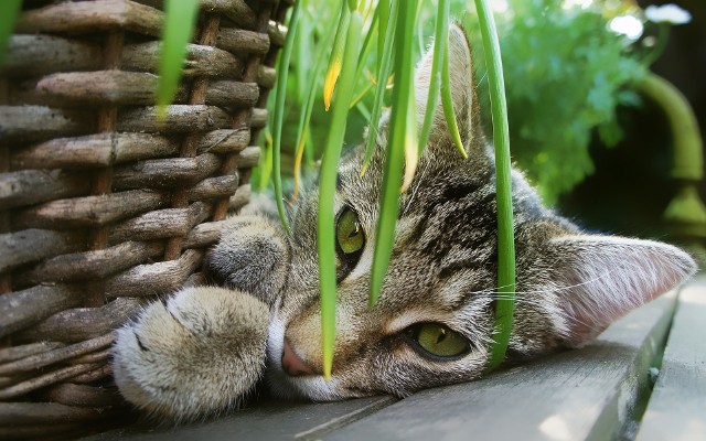Niestety większość roślin doniczkowych jest niebezpieczna dla kotów. Są jednak również takie, które można uprawiać bez obaw o zdrowie "kotełka".