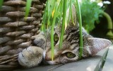 Rośliny domowe dla miłośników kotów. Zobacz, jakie kwiaty są bezpieczne dla kota