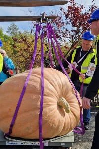604,5 kg waży największa dynia, która przyjechała na Festiwal Dyń w Krapkowicach
