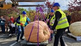 604,5 kg waży największa dynia, która przyjechała na Festiwal Dyń w Krapkowicach