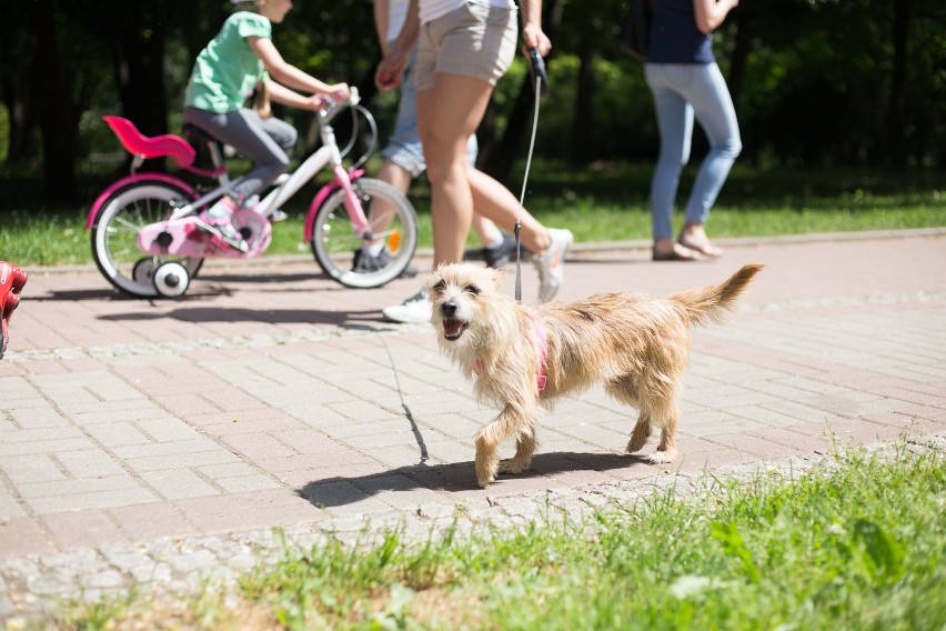 Spotkanie Słupskich Adopciaków [zdjęcia, wideo]