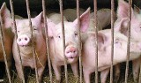 Ile dostanie hodowca za świnie w skupie? Według prognoz, więcej