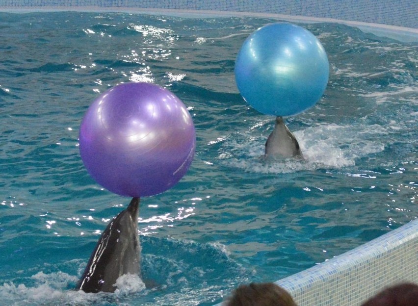 Delfiny szaleją w Truskawcu! Zobacz, co robią ze swoimi trenerami [WIDEO, ZDJĘCIA]