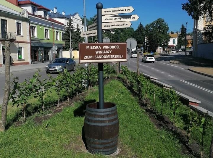 Miejska Winnica przy Bramie Opatowskiej zdobi Sandomierz. Zobacz zdjęcia
