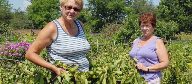 Maria Sawicka (z lewej) i Czesława Kmiecik w pośpiechu próbują ratować plony. Ale orzechów w tym roku nie zbiorą.