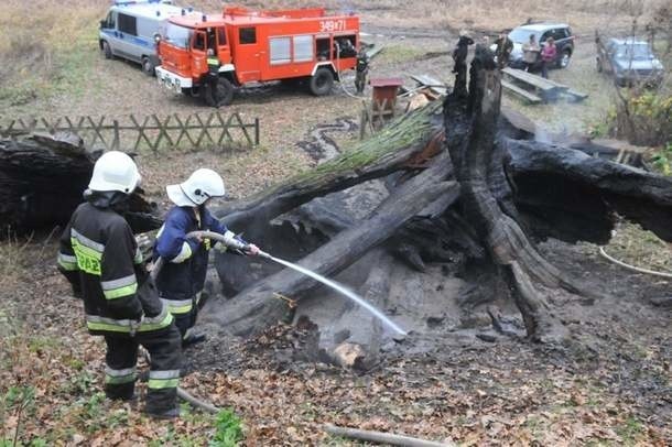 Strażacy nie byli w stanie uratować drzewa. Dogaszali tylko zgliszcza.