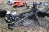 Kto spalił najstarsze drzewo w Polsce? "Straciliśmy skarb klasy europejskiej"