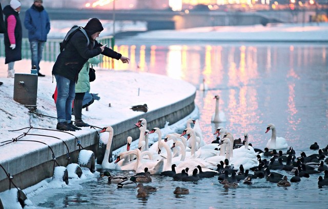 Gdy zamarzną stawy i jeziora, można rozważyć dokarmianie łabędzi. Jednak strażnicy miejscy z Gdańska informują, że należy robić to z głową, aby nie wyrządzić tym pięknym ptakom krzywdy.