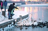 Jak dokarmiać łabędzie zimą, by nie wyrządzić im krzywdy? Strażnicy miejscy z Gdańska wyjaśniają 