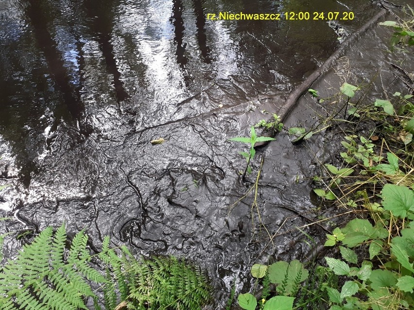 Pomorskie: Zanieczyszczenie rzek Niechwaszcz i Wda. Są wyniki badań i nowe fakty. Sprawca z powiatu kościerskiego chce naprawić szkody
