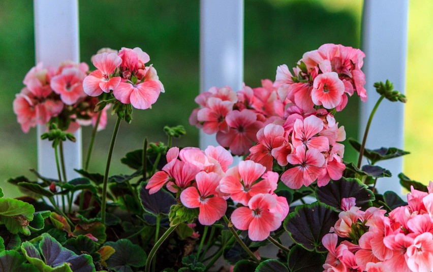 W słońcu doskonale radzą sobie pelargonie (z wyjątkiem...