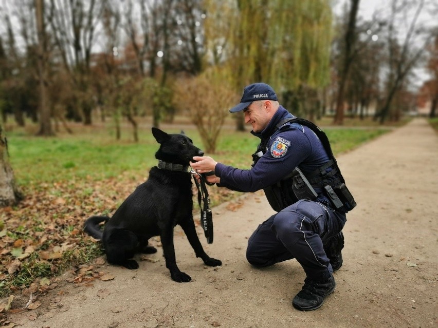 Przewodnik Asa podkreśla, że pies jest oddany i gotowy do...