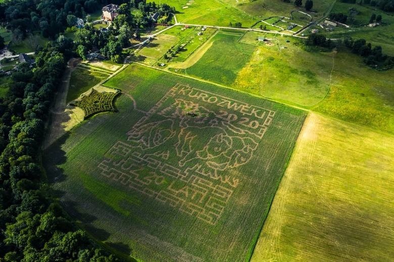 Labirynt z kukurydzy i konopi w Kurozwękach od czternastu...