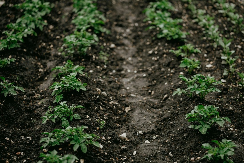 Plantacji ziemniaków nie należy zakładać na glebach...