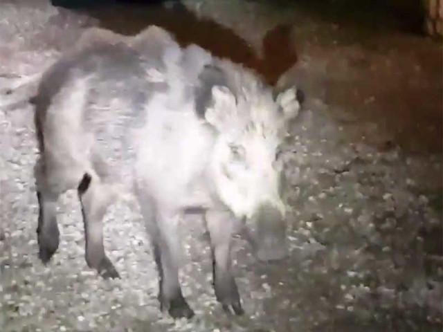 Zniszczony trawnik, przewrócony kosz na śmieci i dziecięcy rowerek, to nic w porównaniu z tym jakiego strachu najedliśmy się widząc że na naszym podwórku znów grasuje dzik - relacjonuje nam jeden z mieszkańców ul. Zapolskiej w Białogardzie. Kilka tygodni temu Pan Arkadiusz zauważył na swojej posesji dzika, mężczyzna błyskawicznie zamknął zdalnie sterowaną bramę a o fakcie poinformował policję oraz odpowiednie służby, które zadeklarowały się że w sposób bezpieczny odłowią zwierze. Niestety po kilku telefonach okazało się że nikt po dzika nie przyjedzie i nakazano go uwolnić. Do kolejnej takiej sytuacji doszło w czwartek późnym wieczorem. Dzik znów został zamknięty na prywatnej posesji ale i tym razem nie było nikogo kto mógłby go bezpiecznie odłowić i przewieźć daleko do lasu. Niestety znów polecono nam uwolnić zwierzę - mówi zdenerwowany mężczyzna. Policja rozkłada ręce bo nic nie może zrobić w sytuacji gdy nie doszło do ataku na ludzi.  Zwierzę kolejny raz zostało uwolnione w obecności  policji a ta przegoniła dzika.