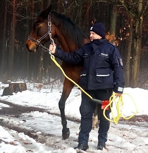 W Orzeszu koń uciekł z jednej z miejscowych stadnin....