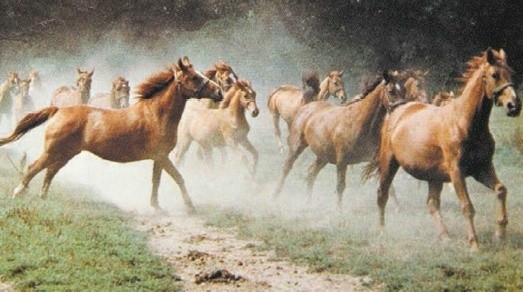Tak wyglądały konie ze stadniny, która działała w Strzelcach Opolskich.