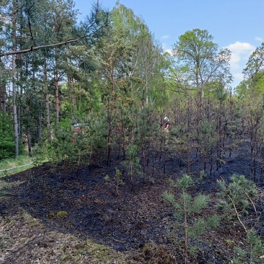 Pożar lasu w okolicy Bucharzewa. Spłonęło około 30 arów...