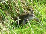 Żaby i ropuchy w ogrodzie. Czy te zwierzęta są pożyteczne? Pomogą pozbyć się ślimaków i różnych szkodników!