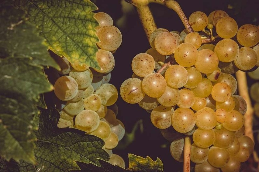 Winogrona chronią narządy przed zespołem metabolicznym