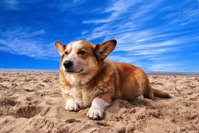 Pamiętaj, że na wiele nadbałtyckich plaż nie wolno wchodzić z czworonogiem. często przy wejściach na plażę widnieją znaki, zakazujące wstępu osobom z psami. Na szczęście, są w Polsce miejsca nad Bałtykiem, gdzie można plażować ze swoim pupilem. Na dalszych planszach informujemy, w jakich miejscowościach można wejść na plażę ze swoim psem, bez obawy o ukaranie grzywną. Zobacz listę plaż nad Bałtykiem, na które można wejść z psem [ADRESY] >>>