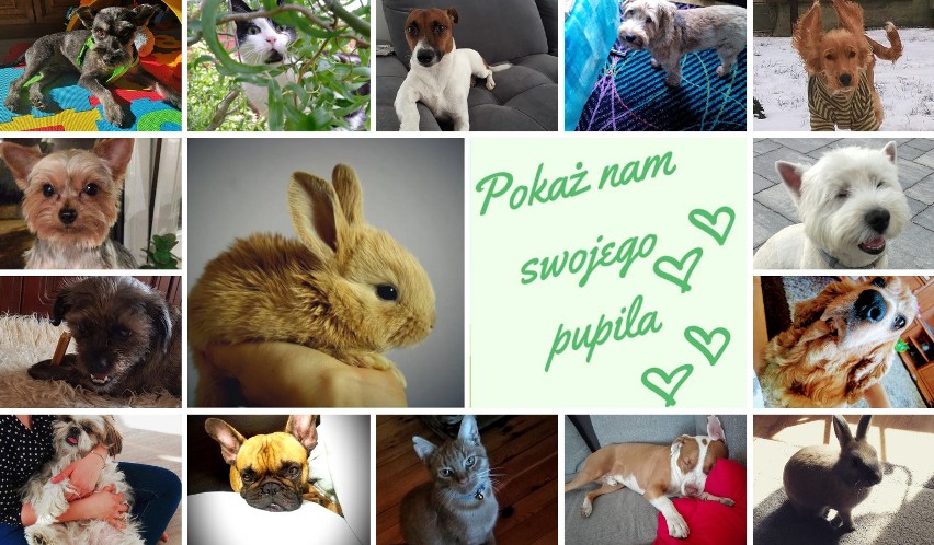 Dziś Światowy Dzień Zwierząt! Pokaż nam swojego pupila i...